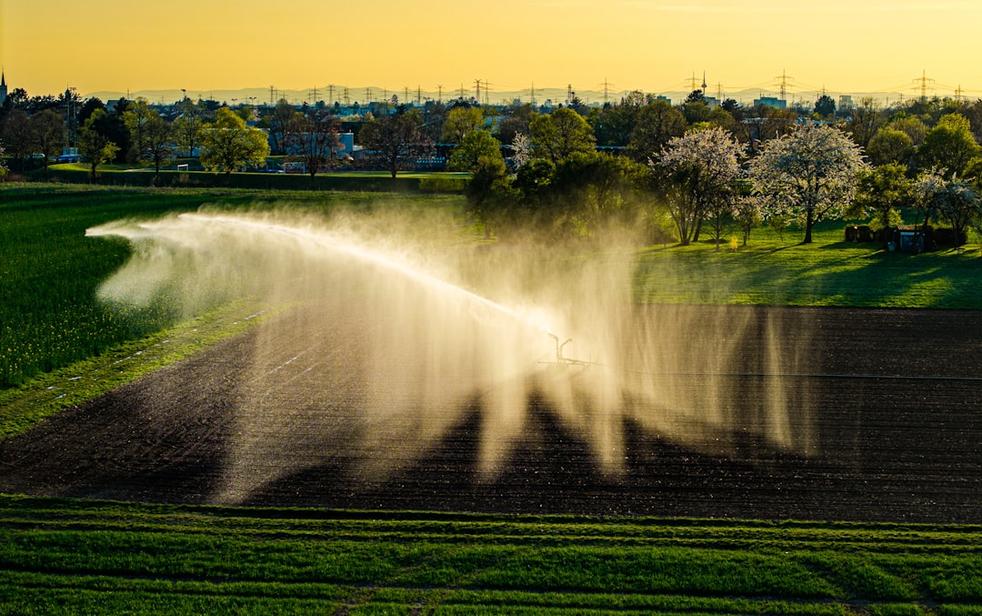 Irrigation sprinkler watering a green field at golden hour