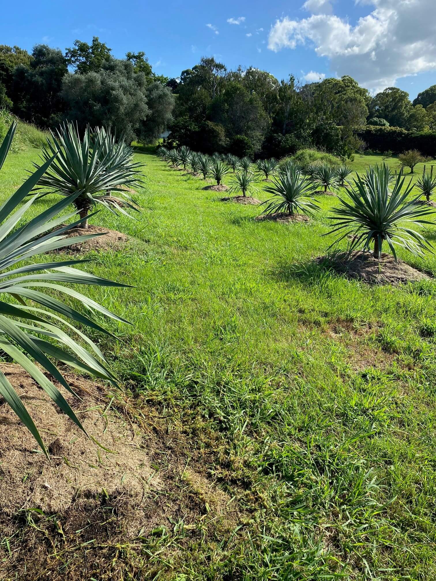 Rows of newly planted yucca and screening trees, each mulched, on a green Northern Rivers hillside